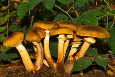 Mushroom - Photo of Vincy-Manœuvre