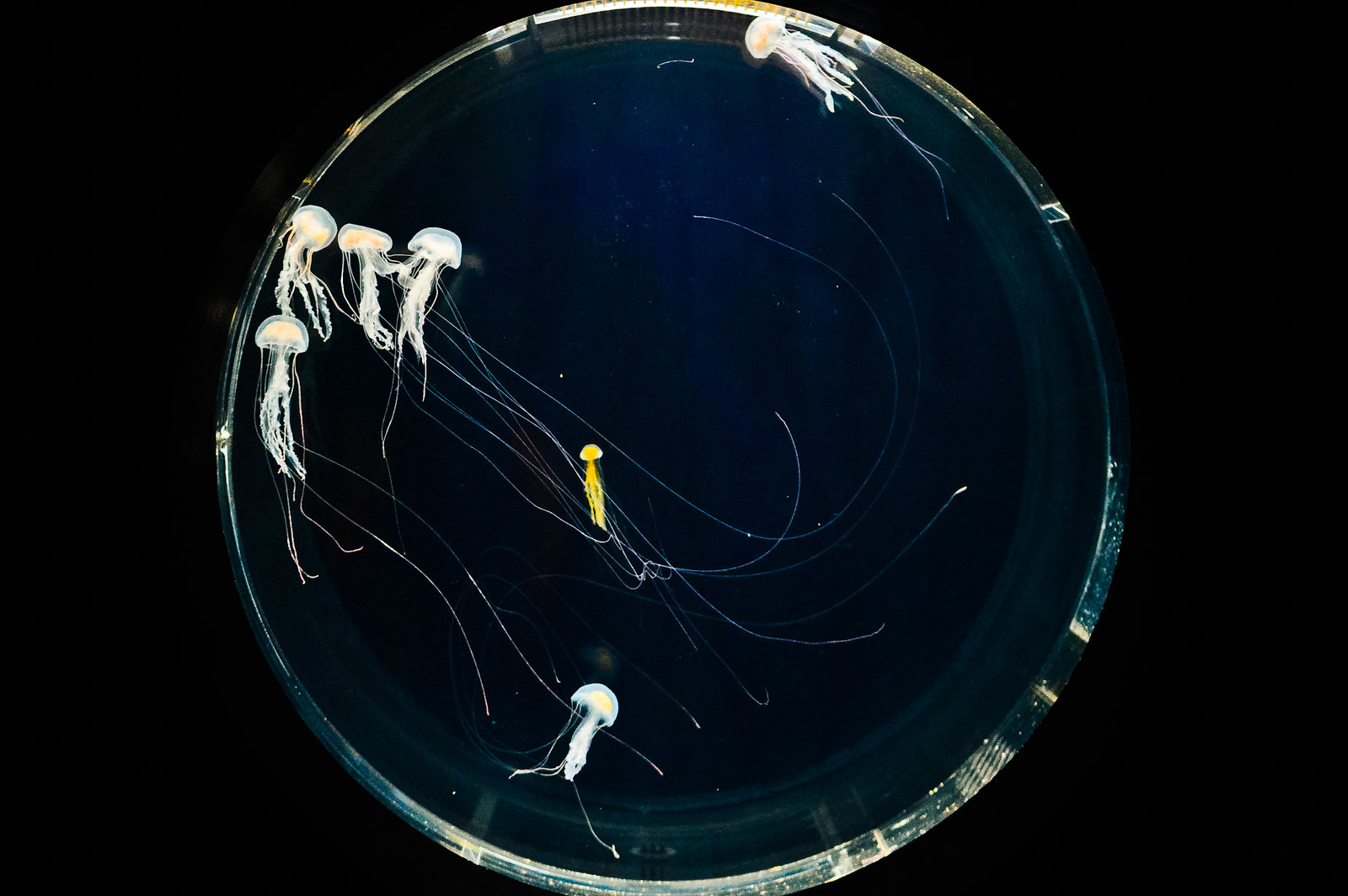 Kyoto Aquarium Jellyfish