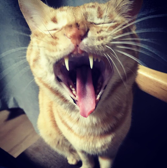 #cat #yawn #猫 #ねこ #あくび 🙀🙀🙀