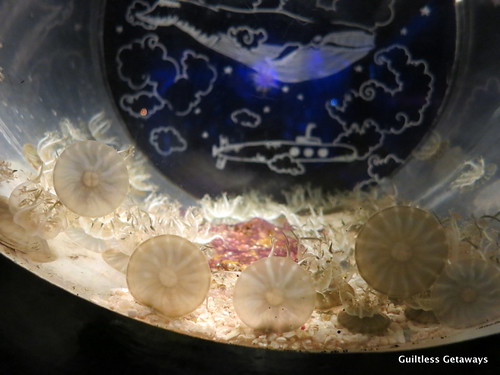 jellyfish-busan.jpg