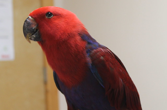 baby female eclectus parrot