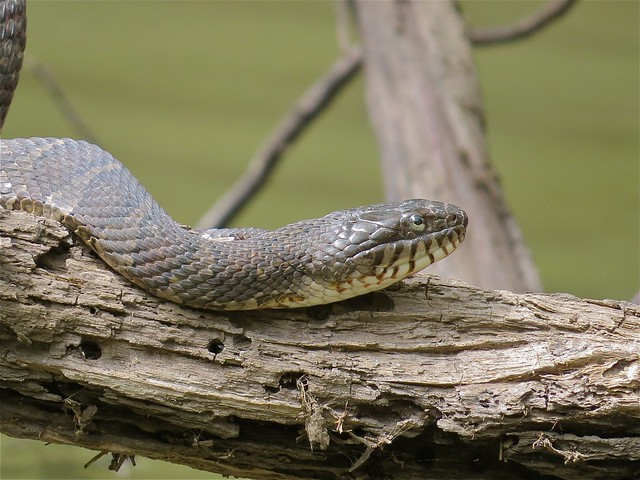 Northern Water Snake at the North Fork of Salt Creek of Sangamon in DeWitt County, IL 04