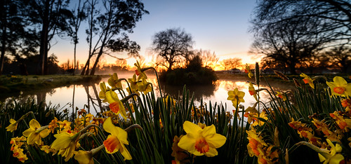 flowers trees light newzealand sky water sunrise dawn spring pond daffodils hawkesbay taniwha centralhawkesbay