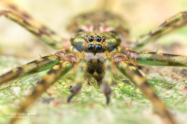 Two-tailed spider (Hersiliidae) - DSC_9262
