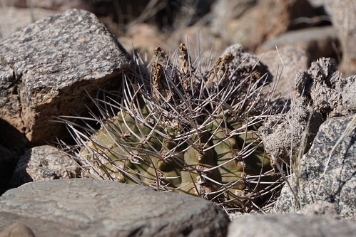 argentinien cacti cactus chilecito fnrrb3327 gymnocalycium ka4576s kakteen kaktus larioja mazanensia oospaniol rb3327 rhodantherum standort