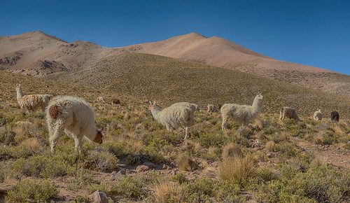 bolivia lamas