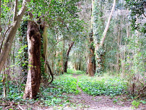 trees naturaleza nature landscape plantas arboles camino path bosque