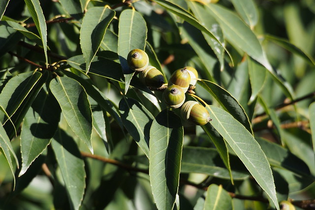 Chinese evergreen oak (Quercus myrsinifolia)
