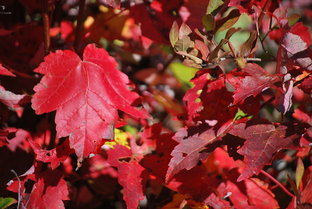 Red maple leaves earn their name in the fall