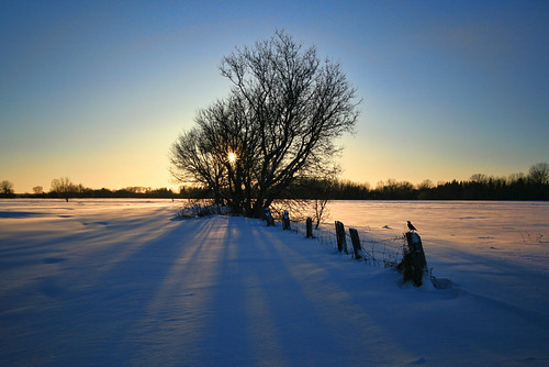 sunset winter snow field tree shadows cold ilobsterit