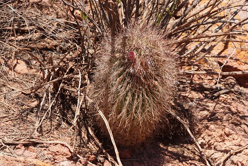 argentinien cacti cactus cuestademiranda denmoza fnrrb3342 ka3007s kakteen kaktus larioja rb3342 rhodacantha standort