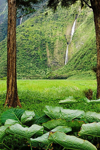 tree leaves waterfall wind 2006 valley waimanu ironwood 23039