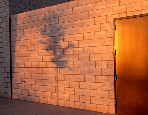 sunset shadow tree concrete