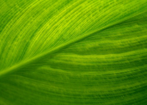 light plant verde green foglie leaf foglia leafs venature