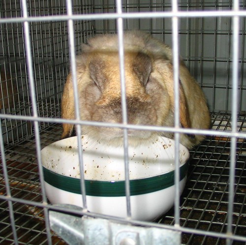 county rabbit md maryland fair garrett agriculture agricultural disapproving mchenry garrettcountyfair