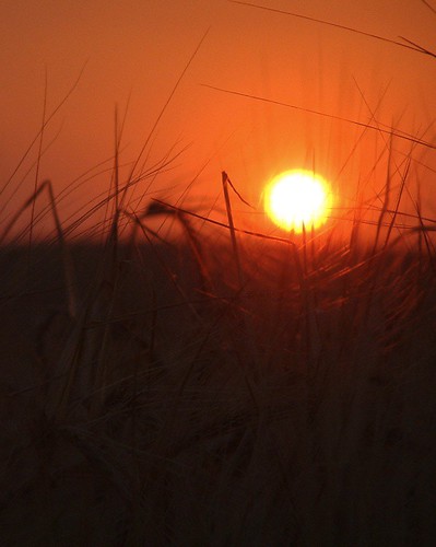 sunset moscow idaho palouse wheatfield