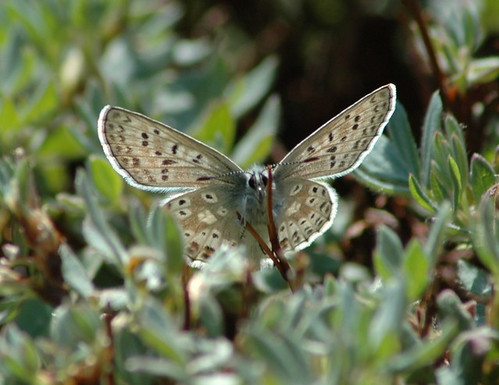 ca butterfly grey small august 2006 lycaenidae bmna ventral polyommatinae agriades sierranevadablue agriadespodarce trinitymts
