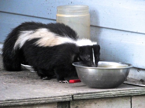 funny wildlife catfood visiting skunk