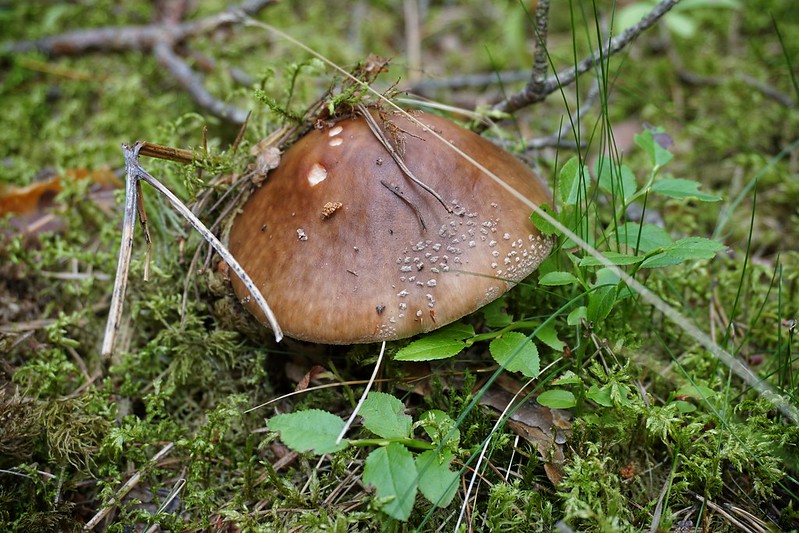 A mushroom in Latvian forest