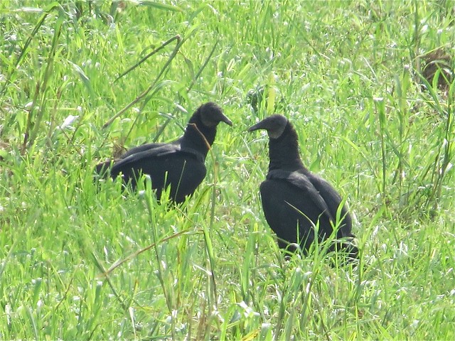Black Vulture in Belknap, Johnson County, IL 01
