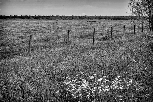 blackandwhite monochrome field grass rural canon louisiana country galliano lafourcheparish canonrebel3ti ilobsterit