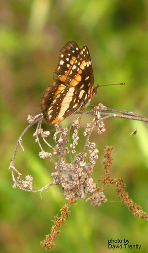 butterfly texas chlosynelacinia chlosyne