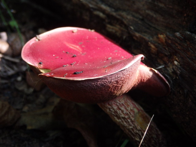 mushroom linville gorge