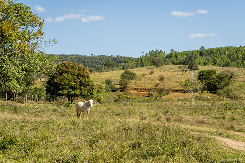 minasgerais brasil tiere br natur brasilien orte pferde formiga ortschaften länder fazendavelha