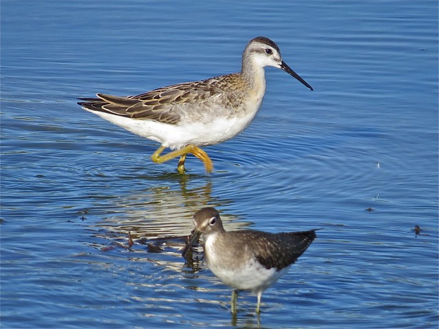 Wilson's Phalarope and Solitary Sandpiper at El Paso Sewage Treatment Center in Woodford County, IL 02