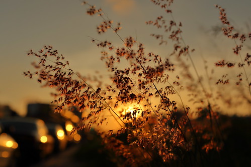 autumn sunset sky plants sun sunlight plant car sunshine silhouette 35mm canon bokeh outdoor taiwan sidewalk kaohsiung 夕陽 台灣 高雄 植物 天空 人行道 6d 剪影 黃昏 35l 戶外 散景 canon6d
