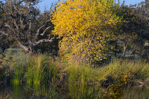 california autumn trees usa west color tree fall water colors yellow landscape outdoors us pond colorful western marsh wetland