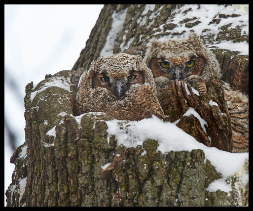 greathornedowl owl chicks carondeletepark stlouis missouri nikon d800 600mmnikkor