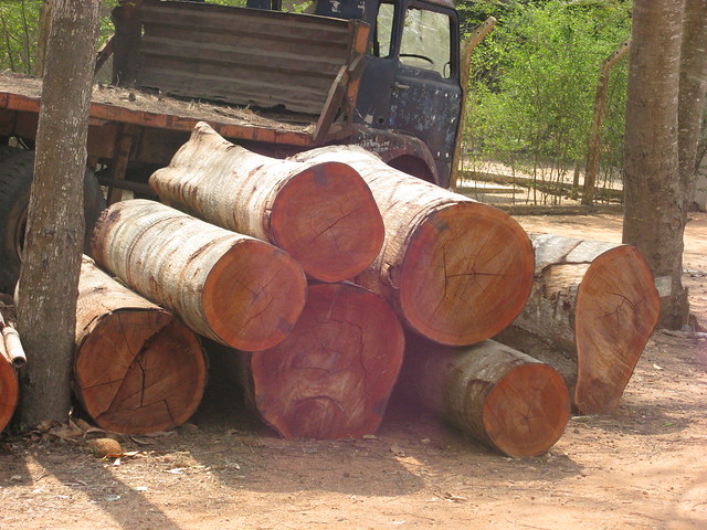 坦尚尼亞南部查獲的非法木材。攝影：Isaac Malugu；圖片來源：WWF。