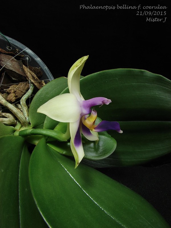 Phalaenopsis bellina f. coerulea 21576931826_9fcb3e43a0_c