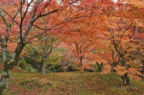 【写真】2014 紅葉 : 東福寺/2019-10-18/IMGP7521