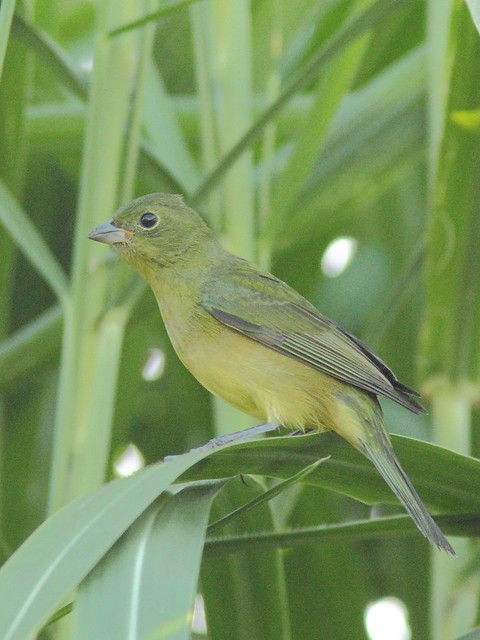 Painted Bunting 3-201051105