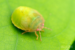 Stink bug nymph (Pentatomidae?) - DSC_6651