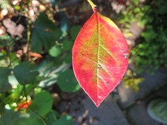 blueberry leaf