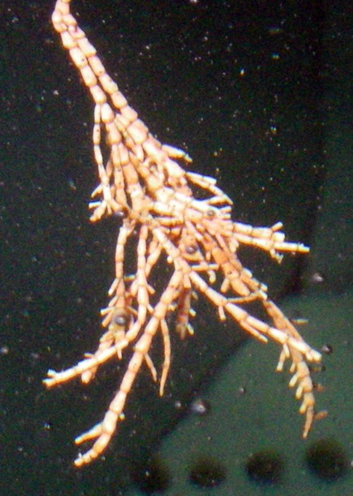 Corallina officinalis 23799184252_e9b7d7cf5d_o
