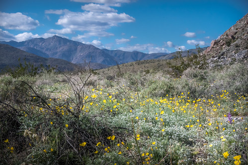 lupine sandiegocounty desert coyotecanyon mountains poppies cactus anzaboregodesertstatepark wildflowers landscape canyon mountain