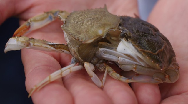 Watch the crab change its clothes