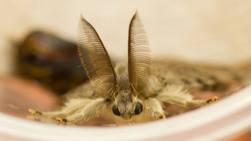 matchmakers-moth-closeup
