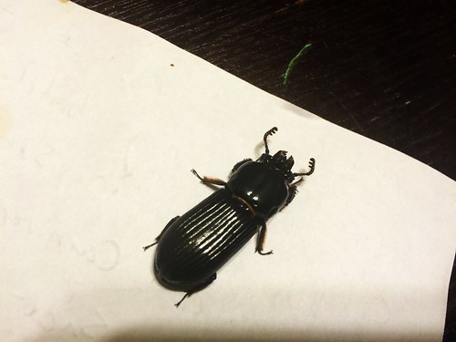 Beetle (October 13 2014)