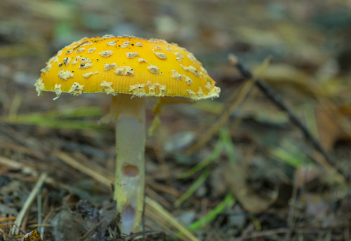 macro fall mushroom yellow geotagged nikon unitedstates michigan fungus toadstool newaygo nikond5300