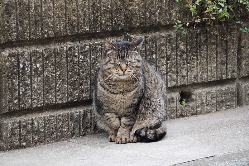 池袋一丁目昭文社印刷所近くに居た猫。ビッコのキジ虎。