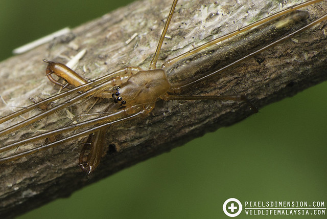Mangrove Long-Jawed Spider- Tetragnatha josephi ♂