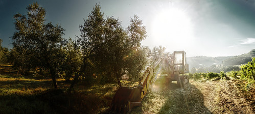 italien italy tractor backlight sunrise italian italia olive tuscany olives flare backlit toscana italie digger toskana italienisch bagger oliven olivenbäume montespertoli viamontetermini