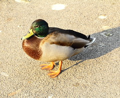 Mallard Duck