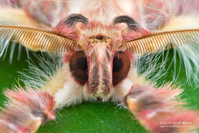 Walker's moth (Sosxetra grata) - DSC_8179b