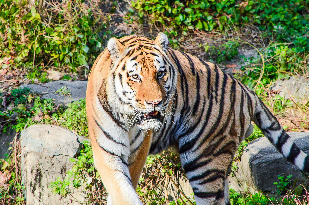 Tiger at Tennōji Zoo, Osaka